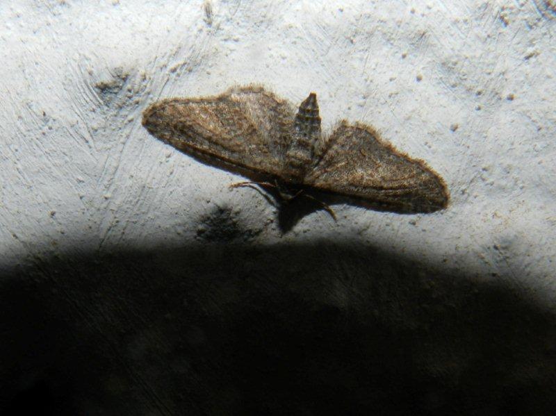 Idaea infirmaria, Idaea seriata ed Eupithecia sp.